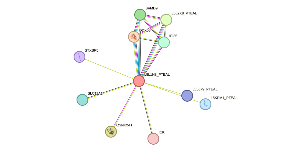 STRING protein interaction network