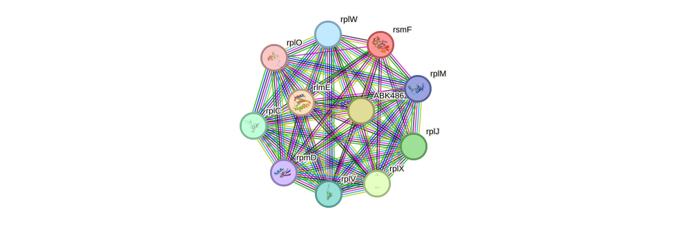 STRING protein interaction network