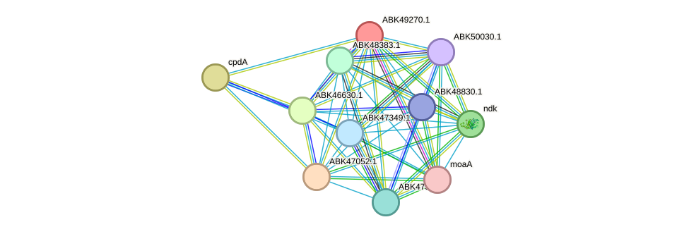 STRING protein interaction network