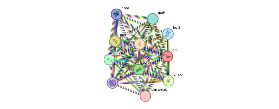 STRING protein interaction network