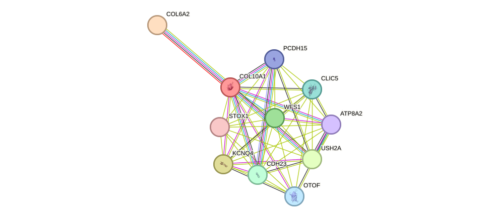 STRING protein interaction network