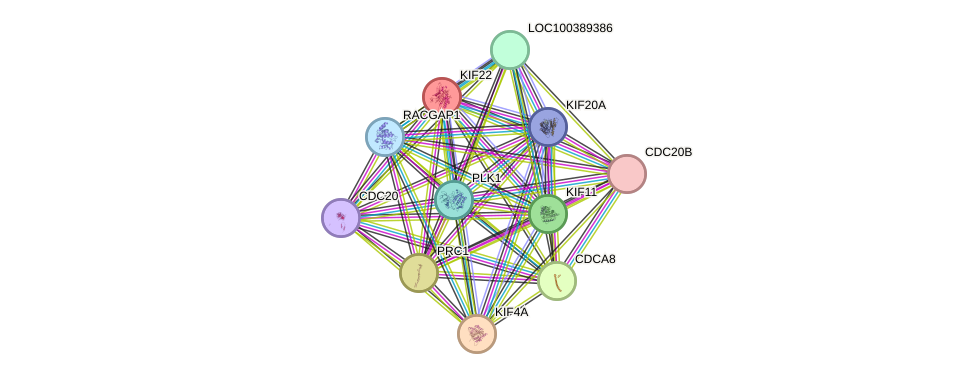 STRING protein interaction network