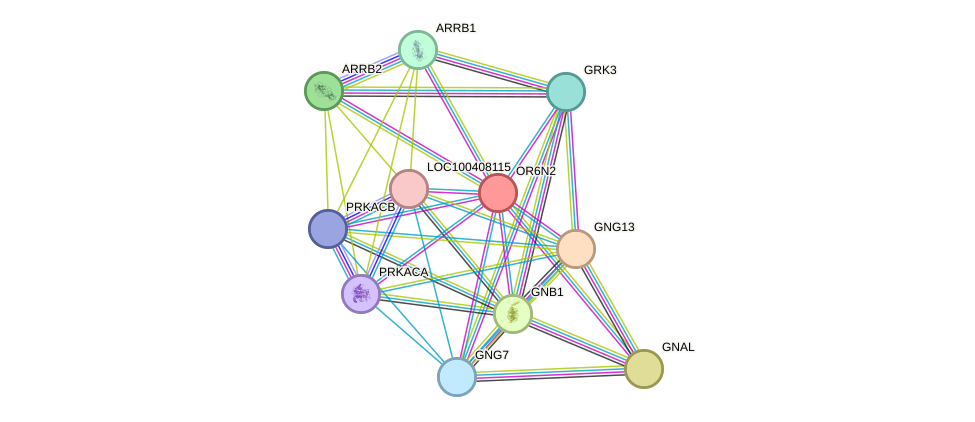 STRING protein interaction network