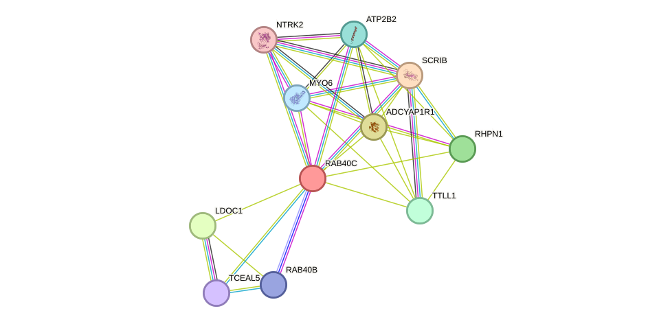 STRING protein interaction network