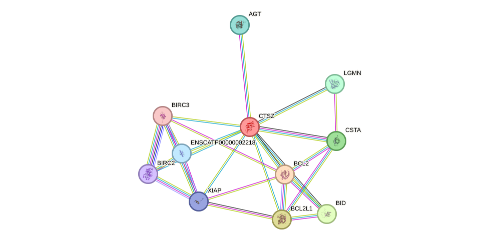 STRING protein interaction network