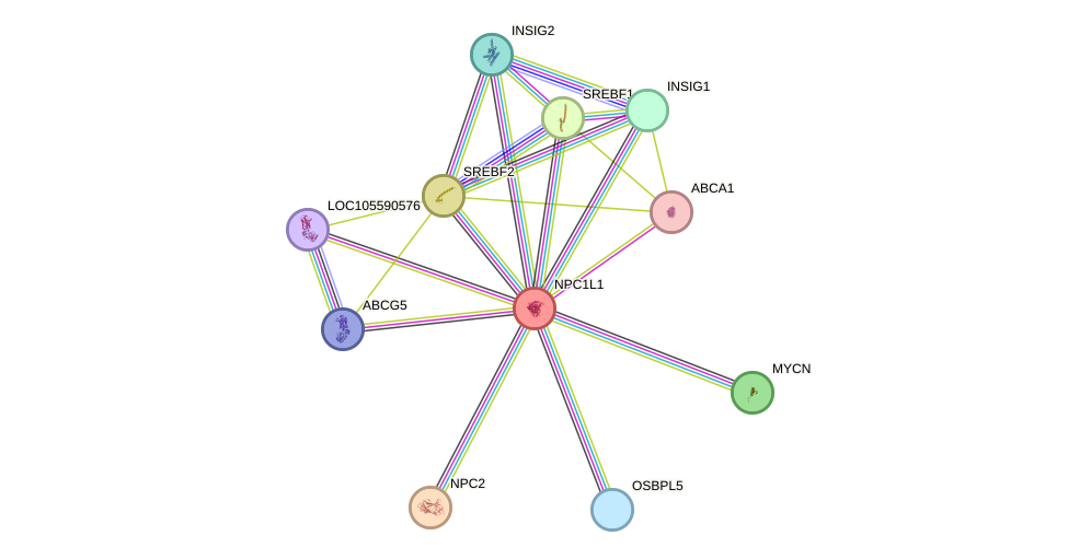 STRING protein interaction network