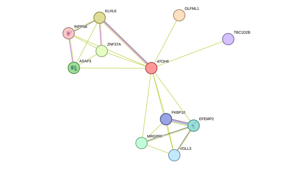 STRING protein interaction network