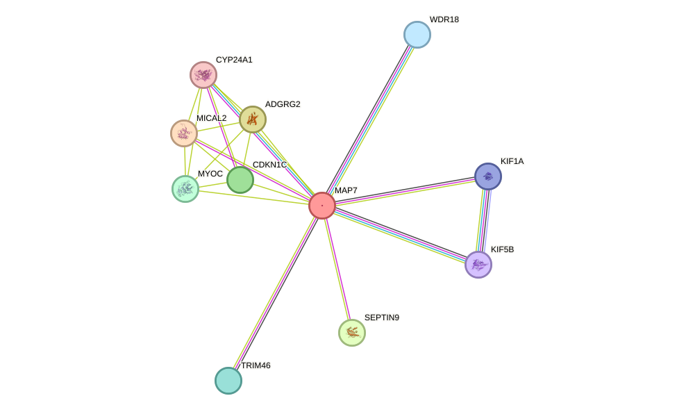 STRING protein interaction network