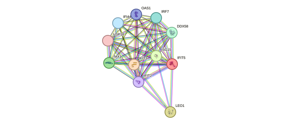 STRING protein interaction network