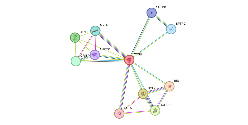 STRING protein interaction network