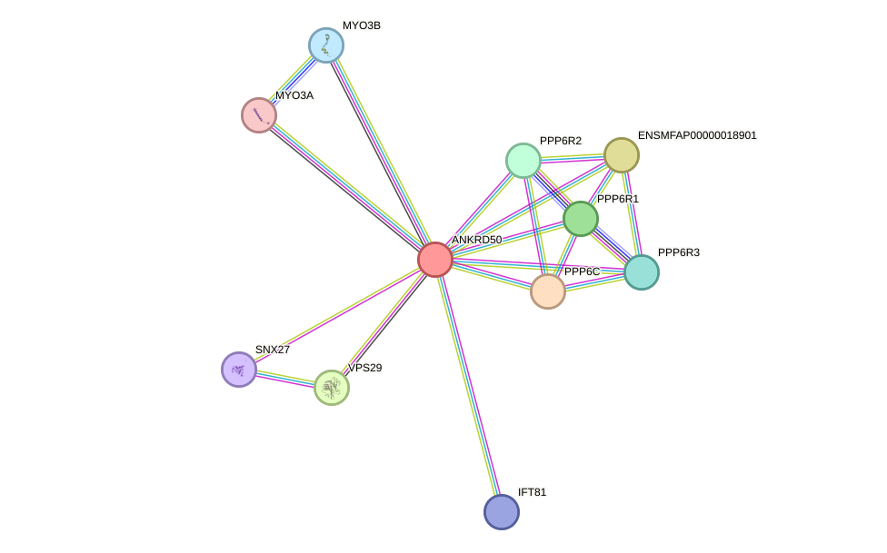 STRING protein interaction network