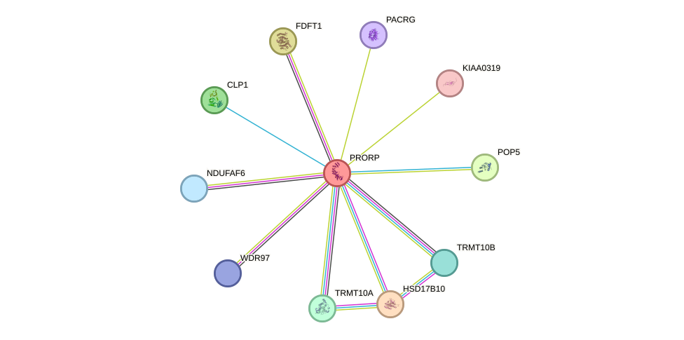 STRING protein interaction network