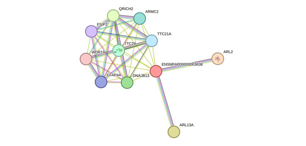 STRING protein interaction network