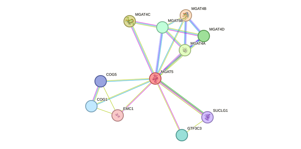 STRING protein interaction network