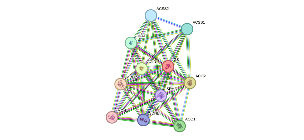 STRING protein interaction network