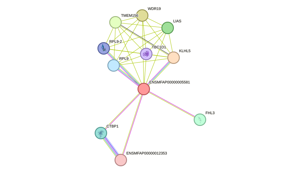 STRING protein interaction network