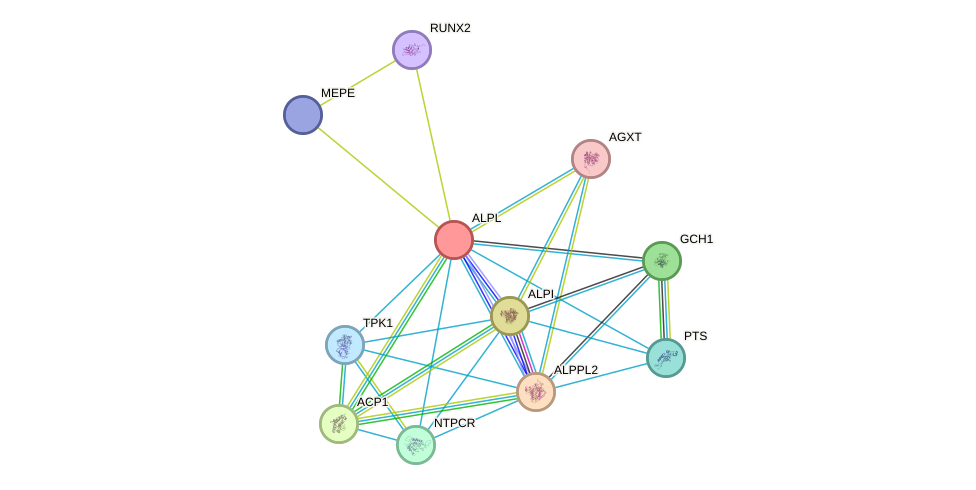 STRING protein interaction network