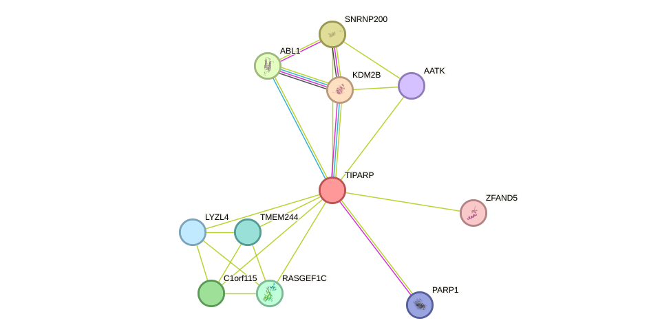 STRING protein interaction network