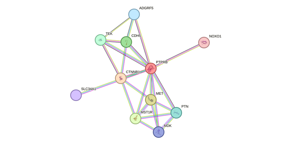 STRING protein interaction network