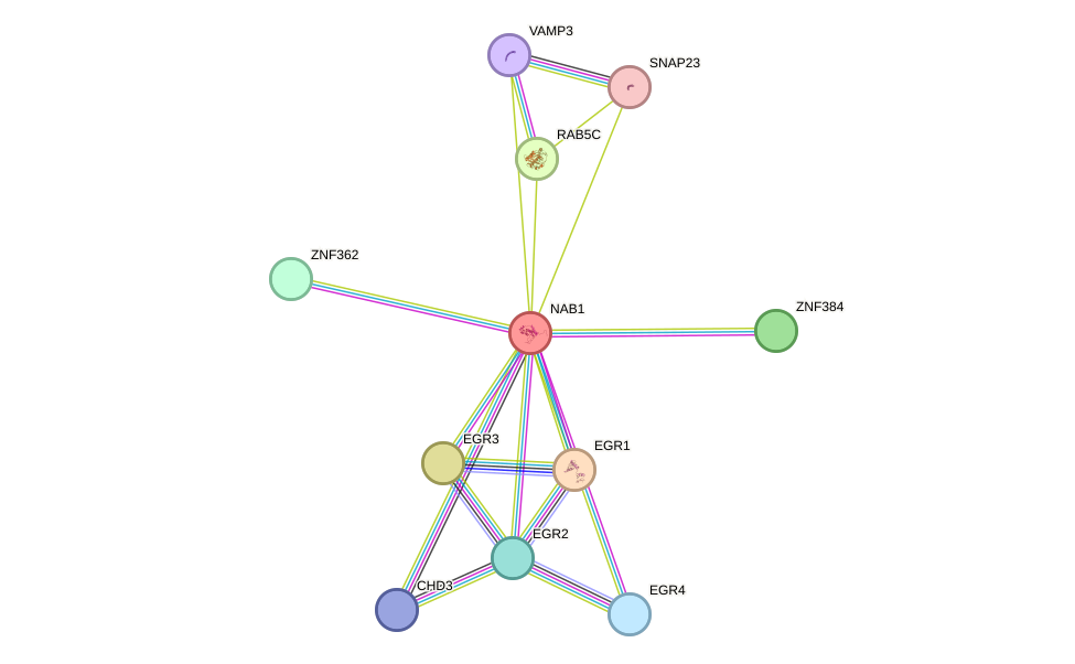 STRING protein interaction network