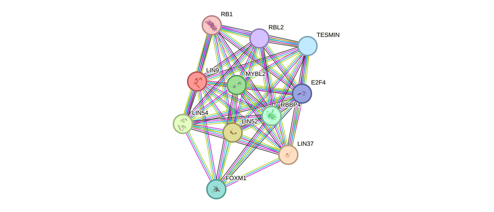 STRING protein interaction network