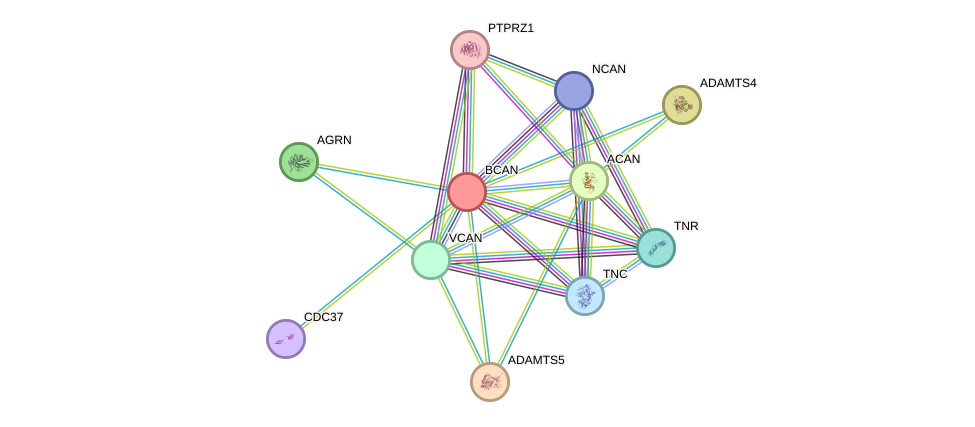 STRING protein interaction network