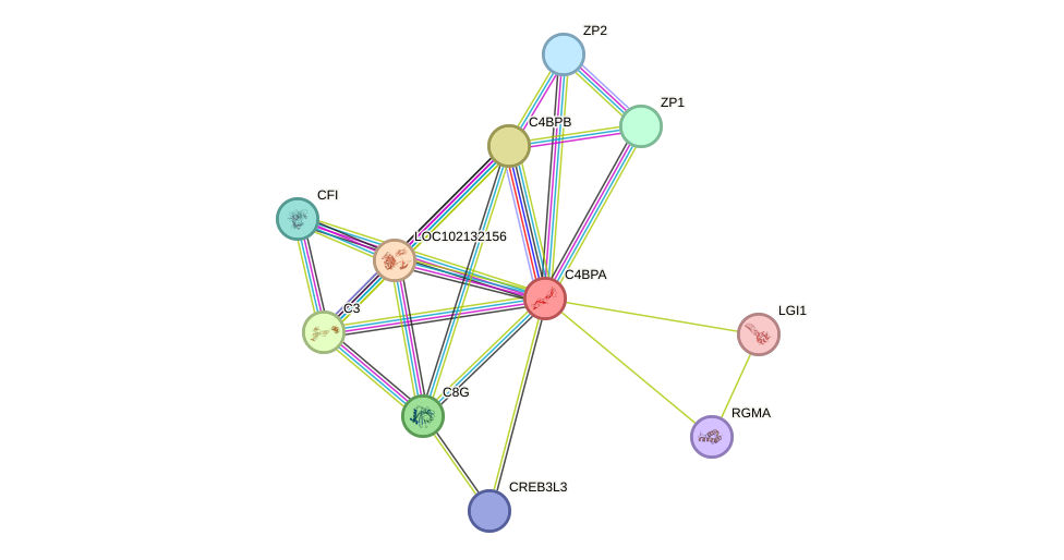 STRING protein interaction network