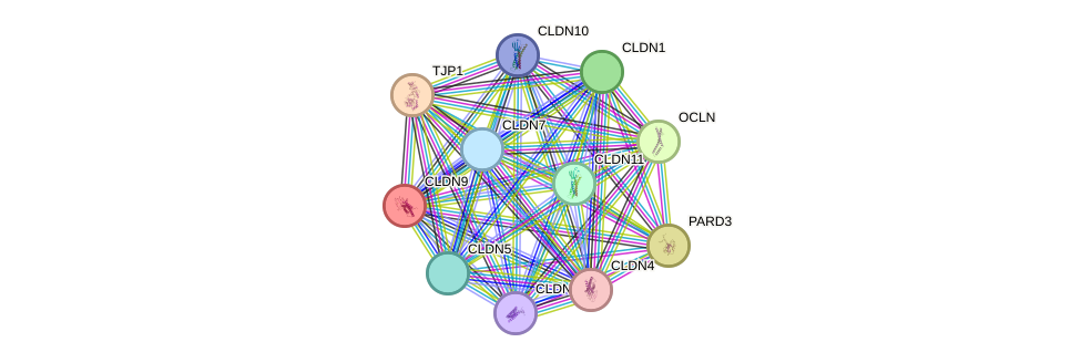 STRING protein interaction network