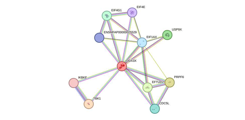 STRING protein interaction network