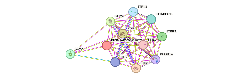 STRING protein interaction network