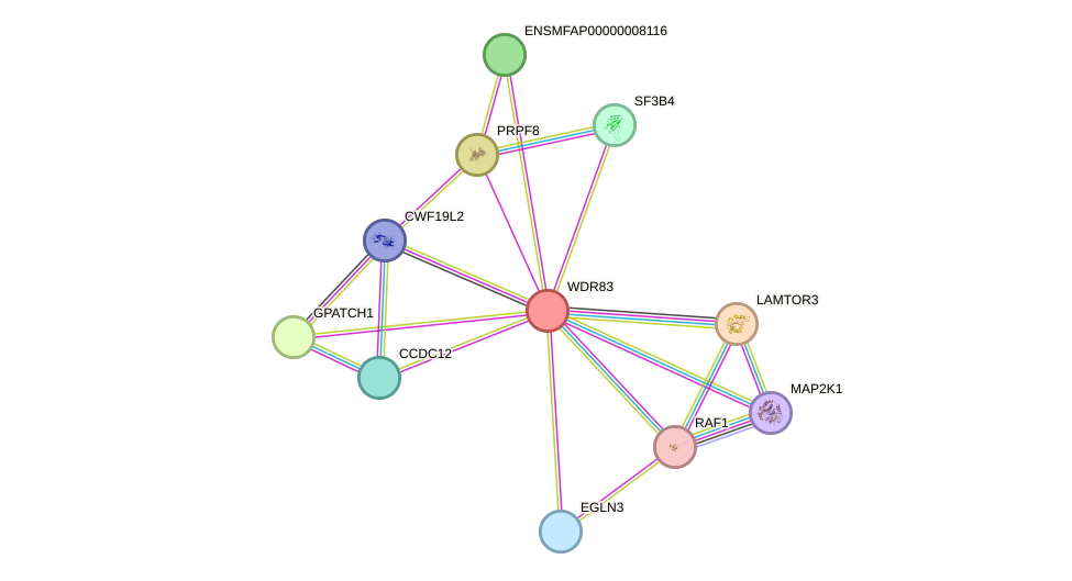 STRING protein interaction network