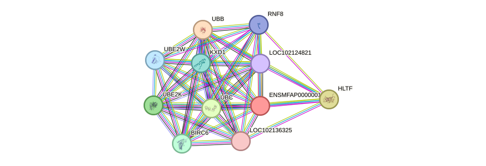 STRING protein interaction network