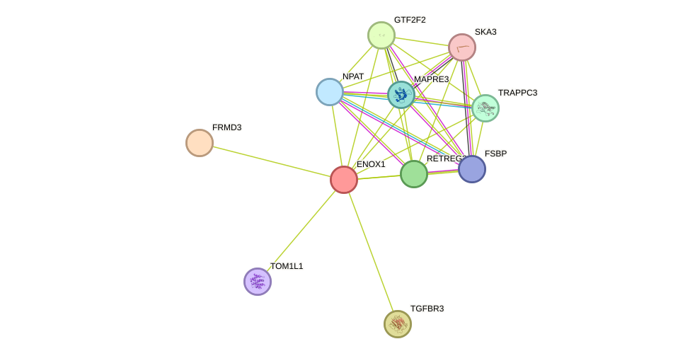 STRING protein interaction network