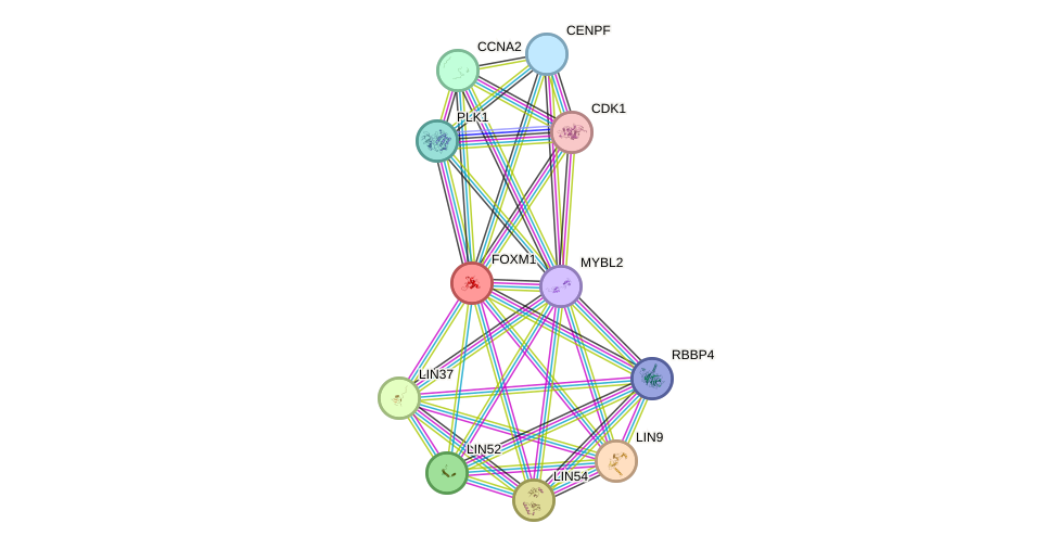 STRING protein interaction network