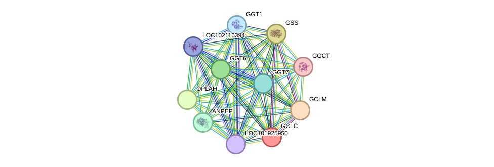 STRING protein interaction network