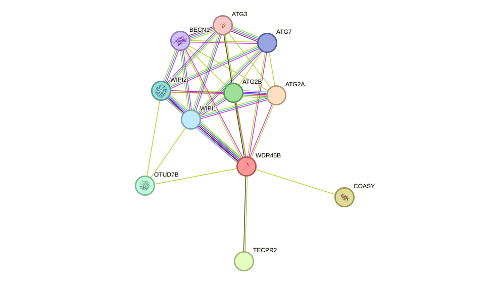 STRING protein interaction network