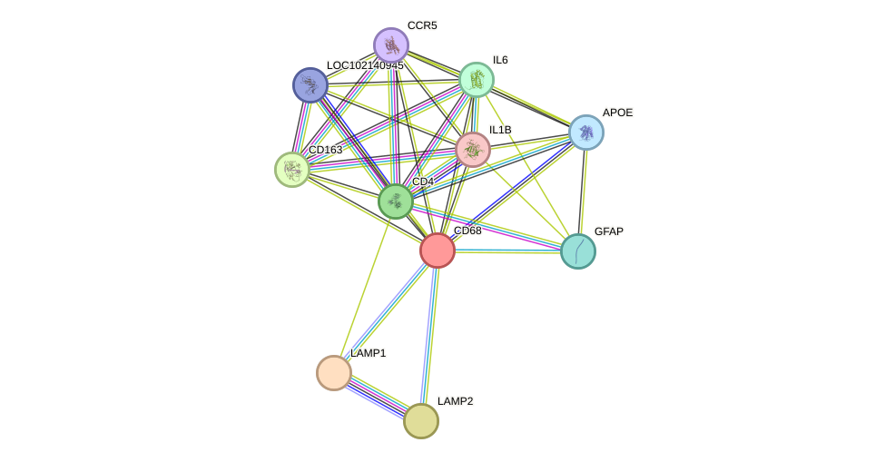 STRING protein interaction network