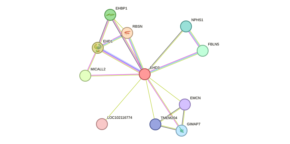 STRING protein interaction network