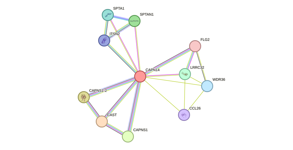 STRING protein interaction network