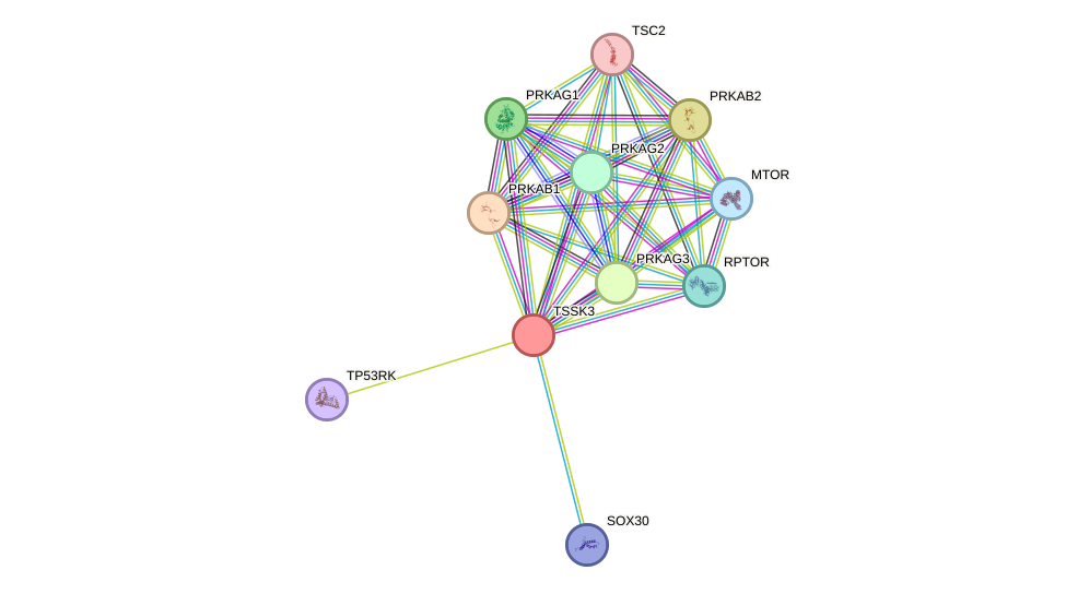 STRING protein interaction network