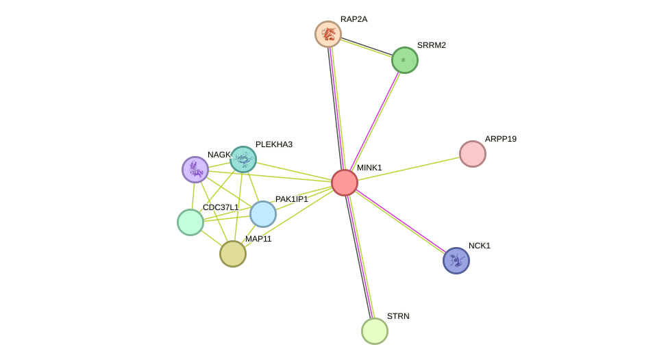 STRING protein interaction network