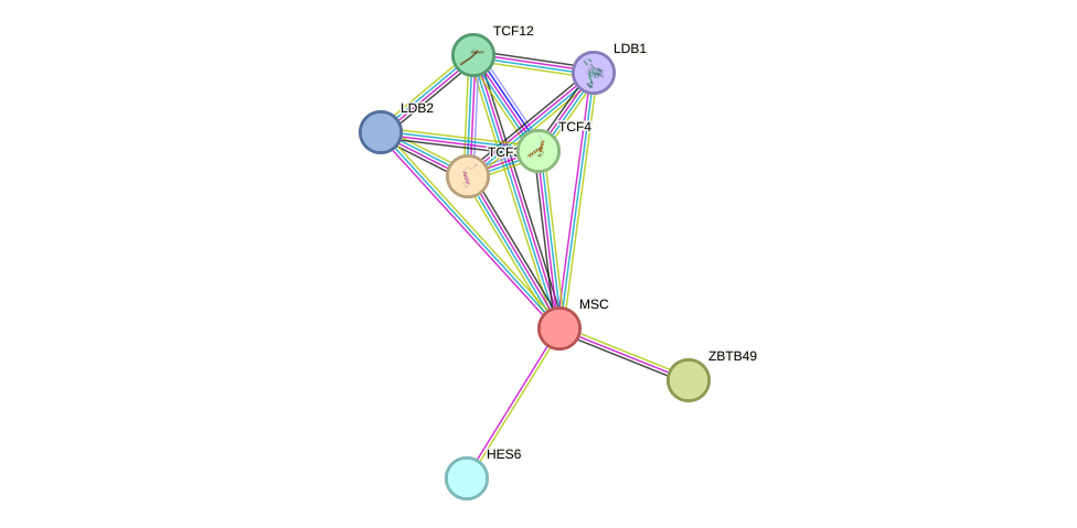 STRING protein interaction network