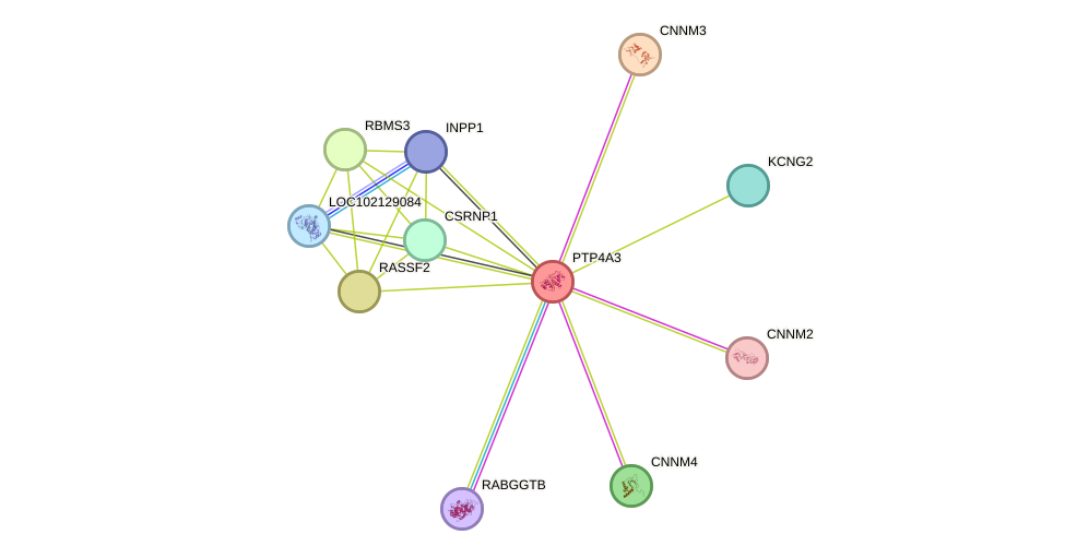 STRING protein interaction network