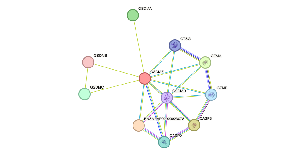 STRING protein interaction network