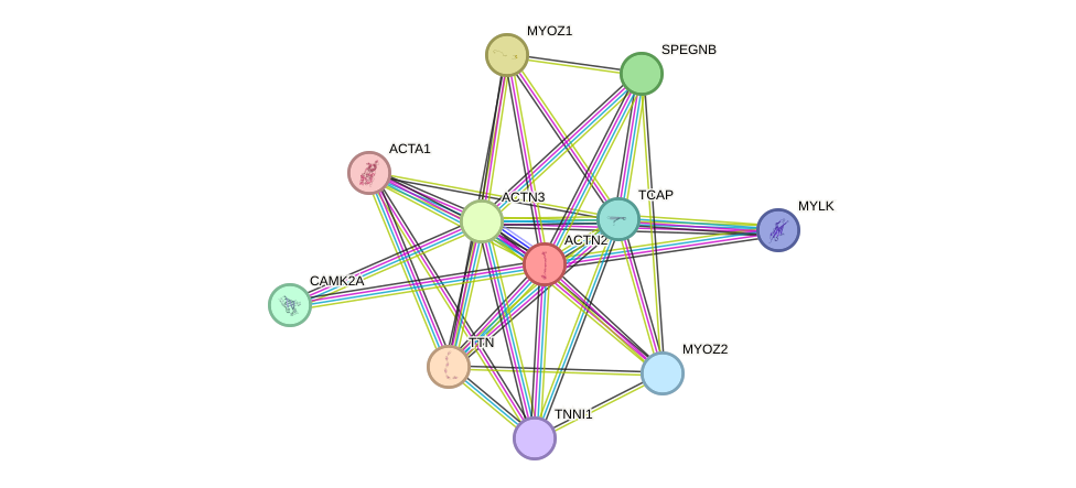 STRING protein interaction network