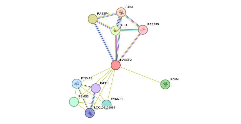 STRING protein interaction network