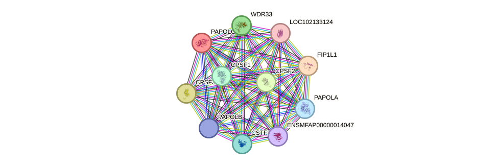 STRING protein interaction network