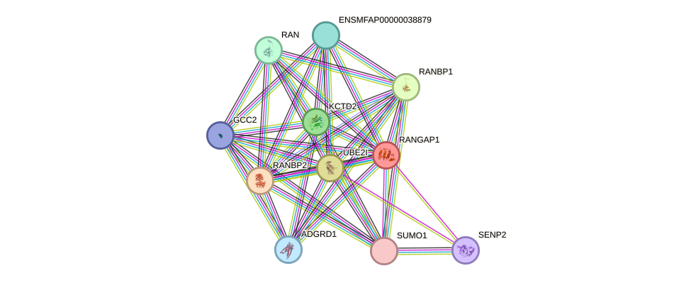 STRING protein interaction network