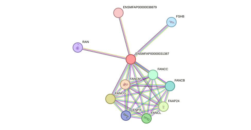 STRING protein interaction network