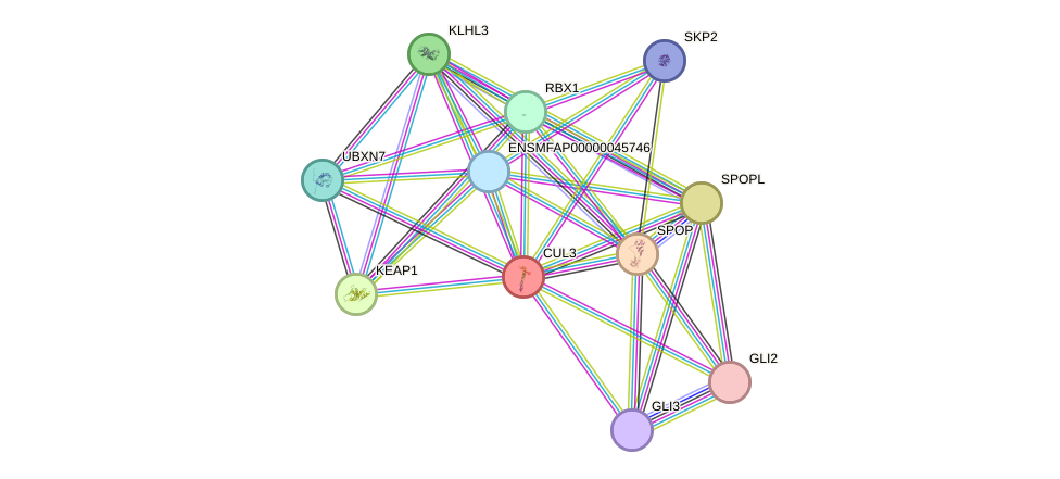 STRING protein interaction network